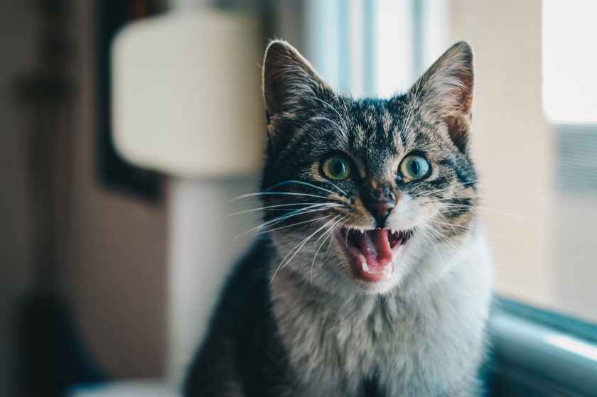 close up portrait of cat yawning